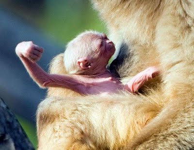 Baby Animals 4 Published on January 23 2011 by Jason W in Baby Animals 4 Published on January 23 2011 by Jason W in
