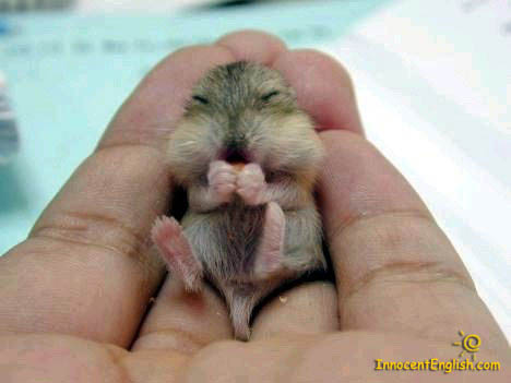Cute Baby Animals Pictures on Cute Baby Chipmonk Mouse Pic96